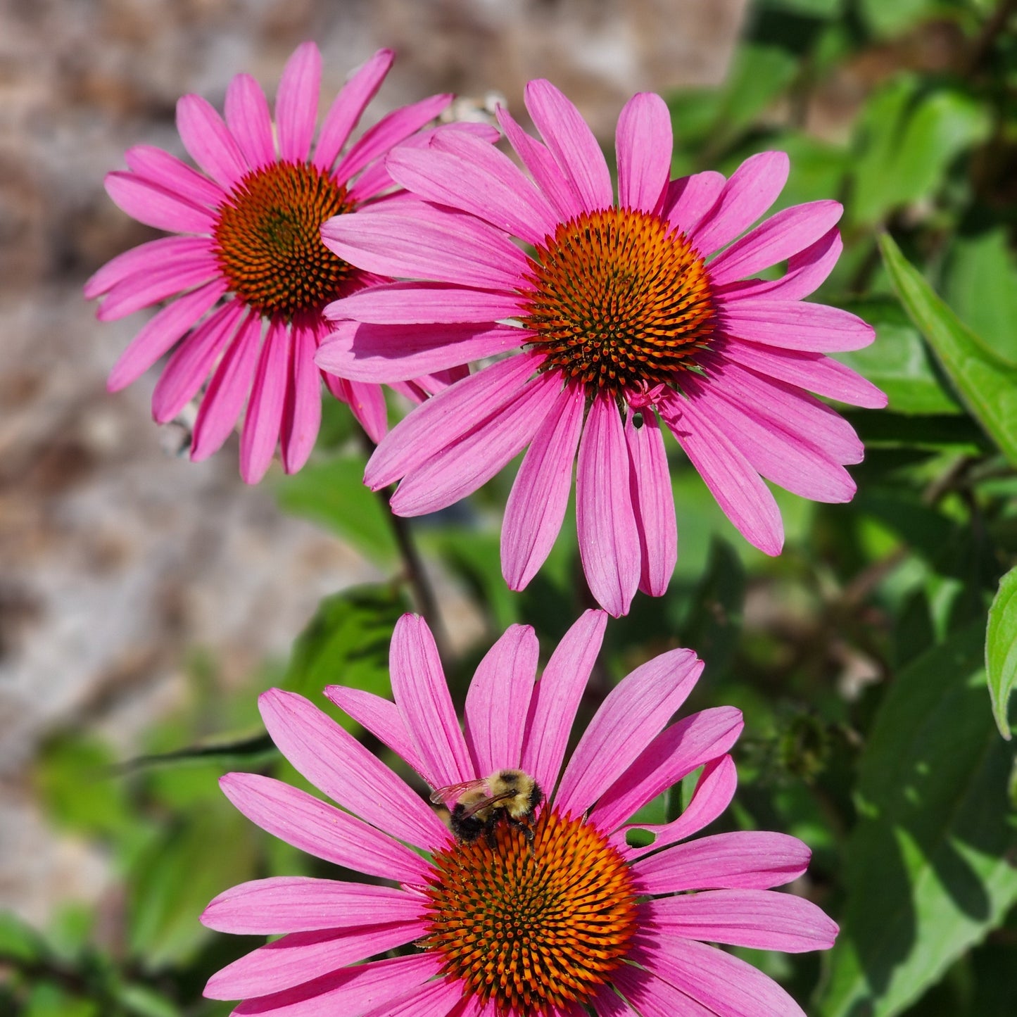 Pollinator Paradise Native Seed Collection 2