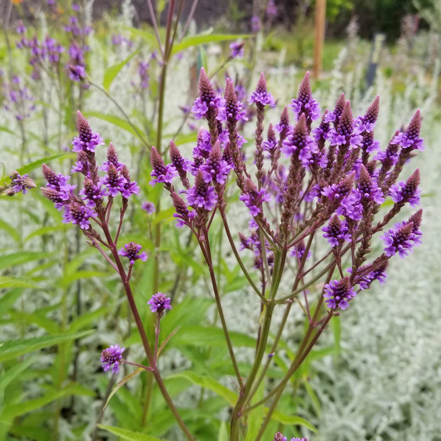 Bee Garden Native Seed Collection 1