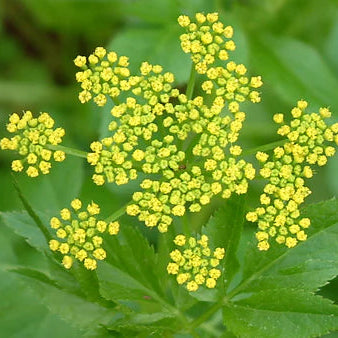 Butterfly Meadow Native Seed Collection 2