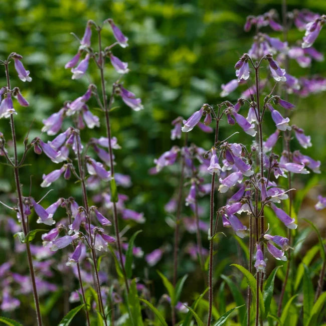 Hummingbird Haven Native Seed Collection 2