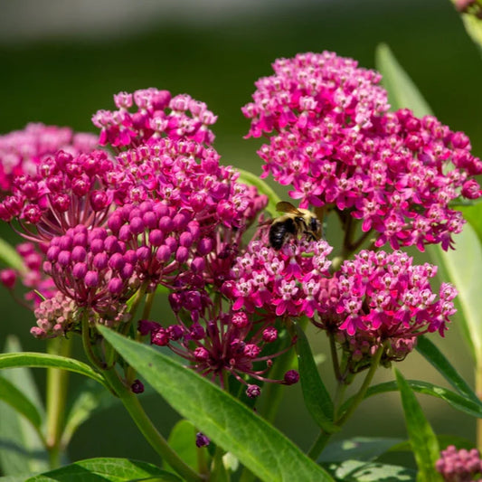 Pollinator Paradise Native Seed Collection 2