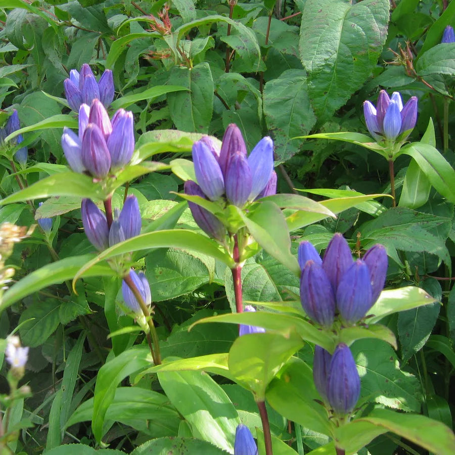 Bee Garden Native Seed Collection 2