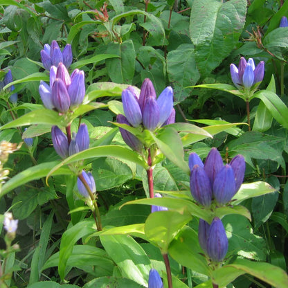 Bee Garden Native Seed Collection 2