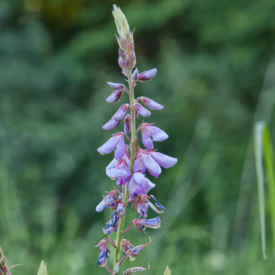 Bird-Friendly Native Seed Collection 1