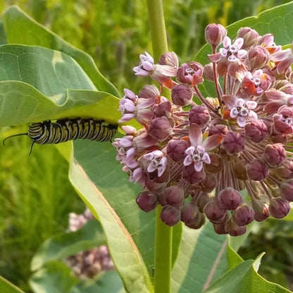 Container-Friendly Native Seed Collection