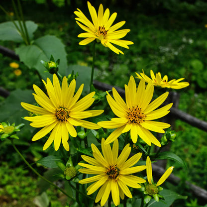 Bird-Friendly Native Seed Collection 1