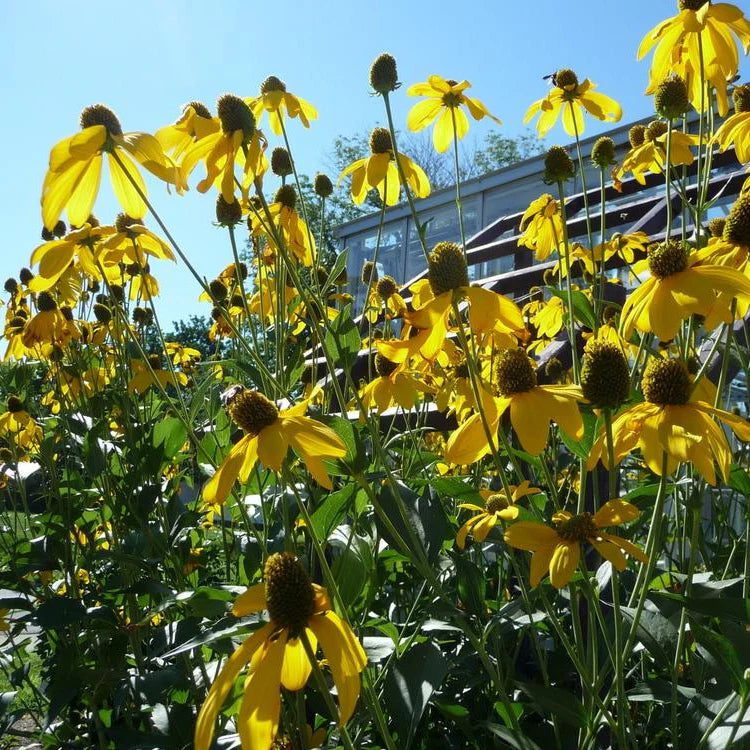 Bird-Friendly Native Seed Collection 1