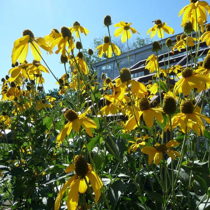 Bird-Friendly Native Seed Collection 1