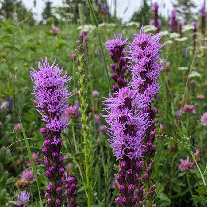 Container-Friendly Native Seed Collection