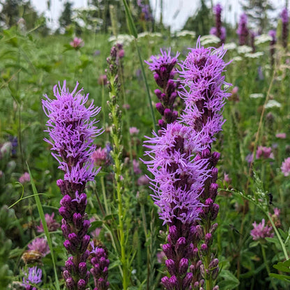 Container-Friendly Native Seed Collection