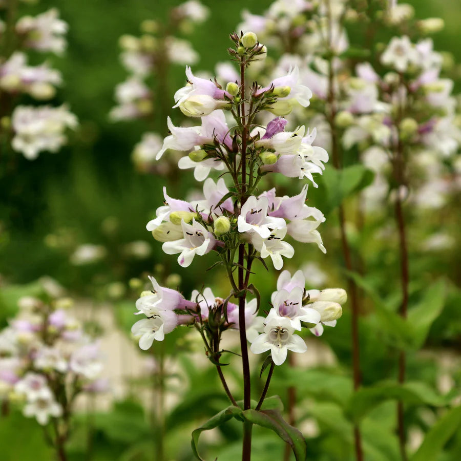 Hummingbird Haven Native Seed Collection 1