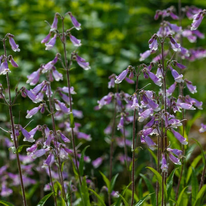 Hummingbird Haven Native Seed Collection 2