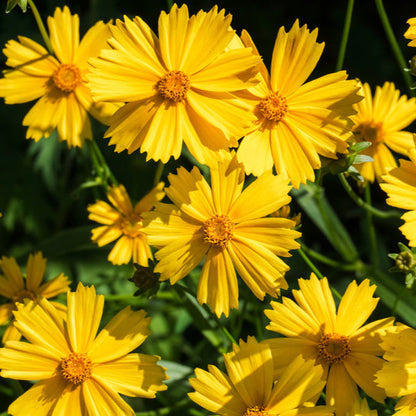 Container-Friendly Native Seed Collection