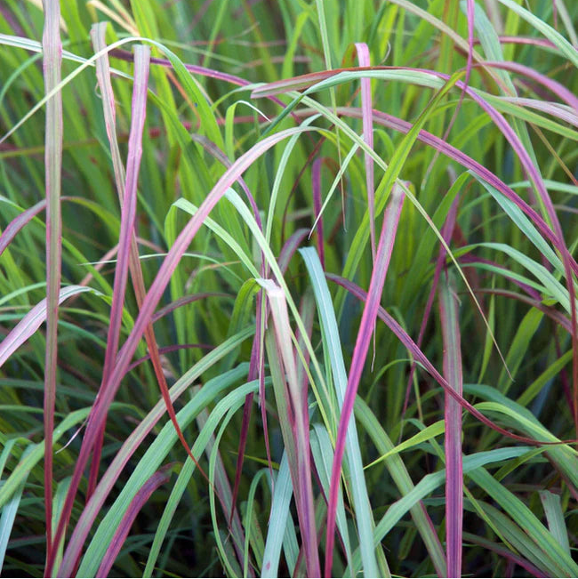 Bird-Friendly Native Seed Collection 1