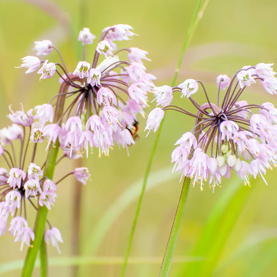 Deer-Resistant Native Seed Collection 1