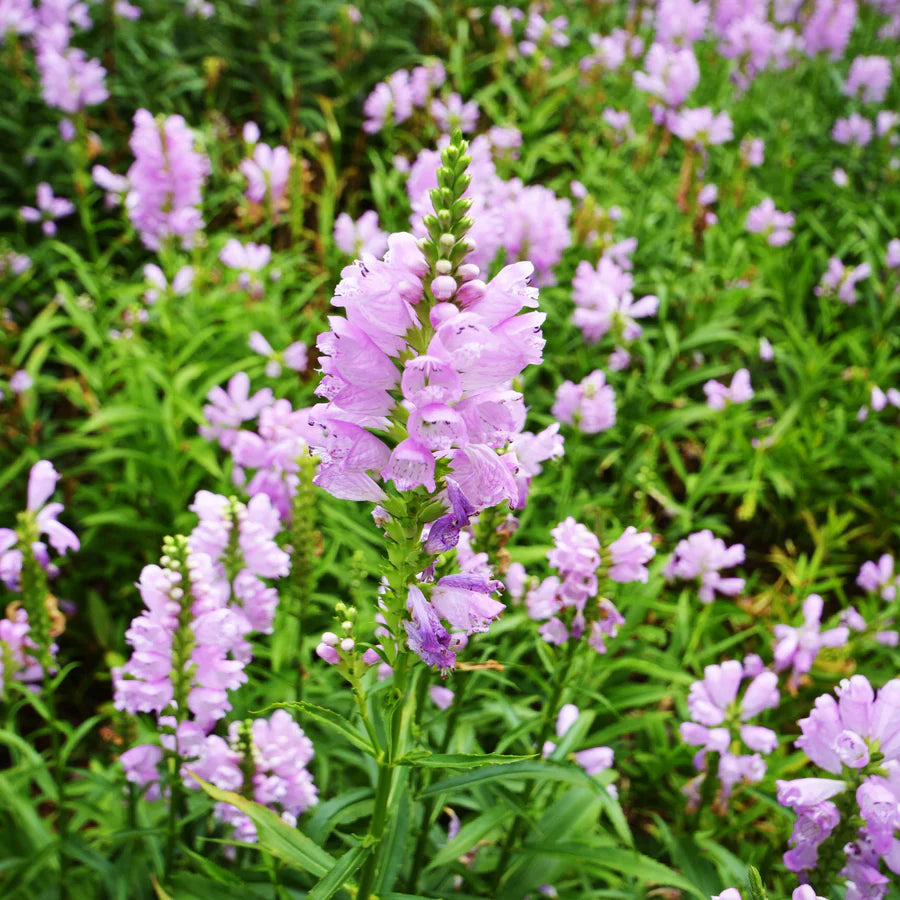 Hummingbird Haven Native Seed Collection 1