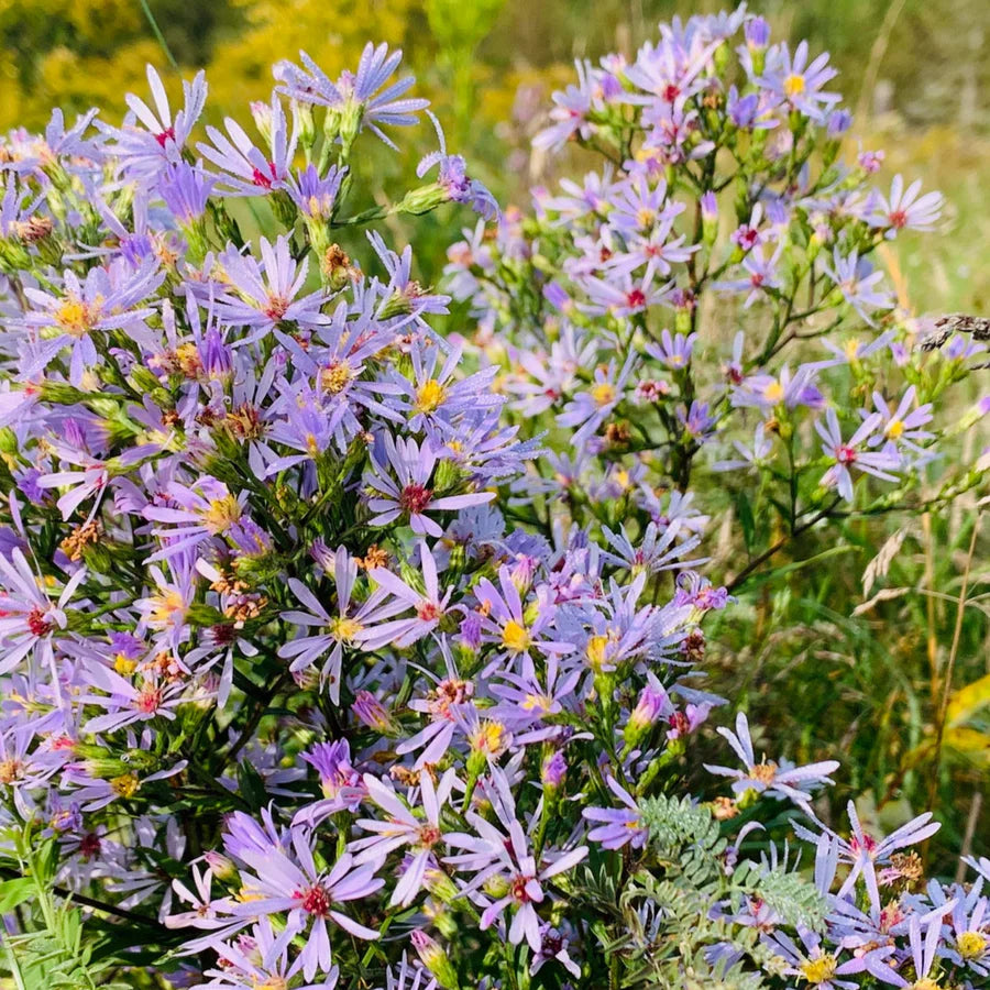 Bee Garden Native Seed Collection 2